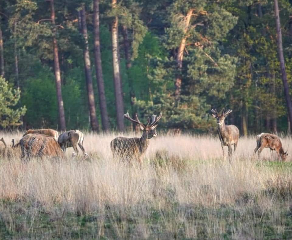 Reewold Veluwe Villa Putten Eksteriør billede